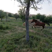 اسب|اسب و تجهیزات اسب‌سواری|چهارباغ, |دیوار