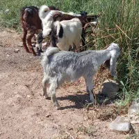 بز 3نر2ماده