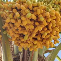 خارک حاج باقری