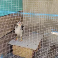 جوجه ۴ ماهه پنگونی ریشو کاکلی فول