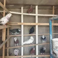 کبوتر پرشی