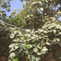 سپستان