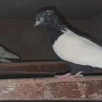 ۳۰ جفت کبوتر اصیل