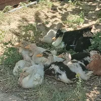 اردک