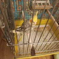 عروس هلندی