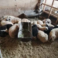 بره