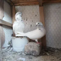کفتر نروماده مایه فروشی