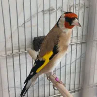 سهره یک وجب دهن باغی قدیم