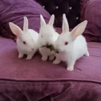 خرگوش بامزه