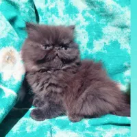 گربه بریتیش هیمالین قهوه ای روسی(عروسک متحرک)