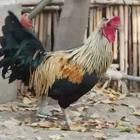 خروس