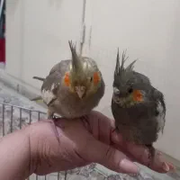 جوجه عروس هلندی