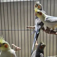 جوجه عروس هلندی دونخور