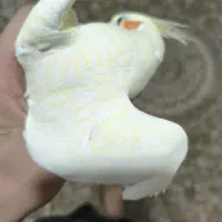 عروس هلندی و جوجه مرغ عشق