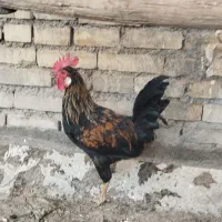 خروس