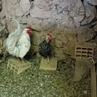 مرغ و خروس گلین