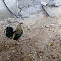 خروس گلین