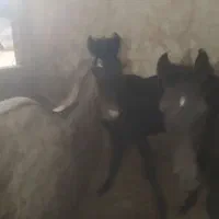 اسب|اسب و تجهیزات اسب‌سواری|کشکسرای, |دیوار