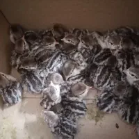 جوجه برهما و ک بو ک