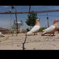 یک جفت کبوتر سرتهی درجه یک