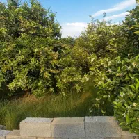 فروش زمین باغی