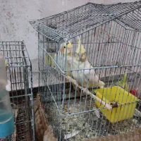 عروس‌ هلندی