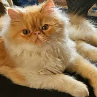 پرشین پیک فیس