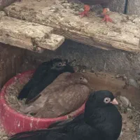 زاغ|پرنده|شادگان, |دیوار