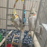 یک جفت عروس هلندی مولد با تخم