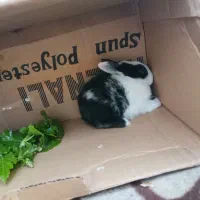 خرگوش دوماهه