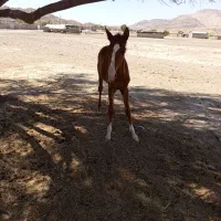 اسب