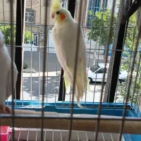 عروس هلندی