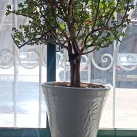 گیاه بن سای خرفه
