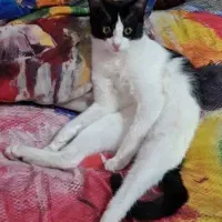 واگذاری گربه