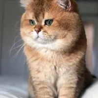 بچه گربه های نژاد دار ( پرشین بریتیش اسکاتیش )