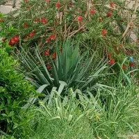 کسی مواد شوینده به صورت عمده سراغ ذاشت پیام بگذارد