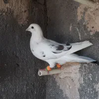 کبوتر سار ماده