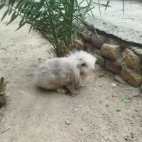 خرگوش