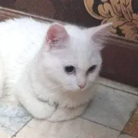 گربه پرشین انگورا