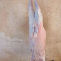 گوشت بزغاله نر موجود کیلو ۱۲۰۰۰