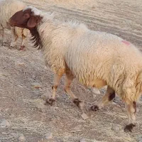 گوسفند .
