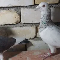 یه جفت انگشتر کبوتر