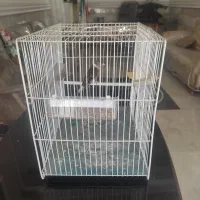 سهره قناری کاکلی