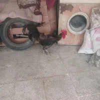 خروس لاری چاق