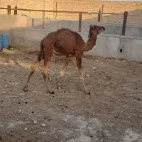 فروش انواع بچه شتر