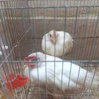 جوجه ۵۰روزه