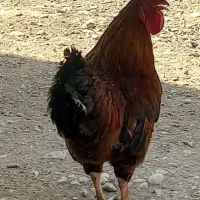 خروس جوان