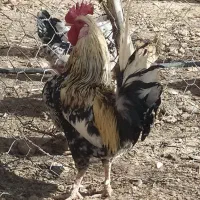 فروش خروس