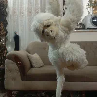 عروسک شامپانزه