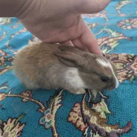خرگوش